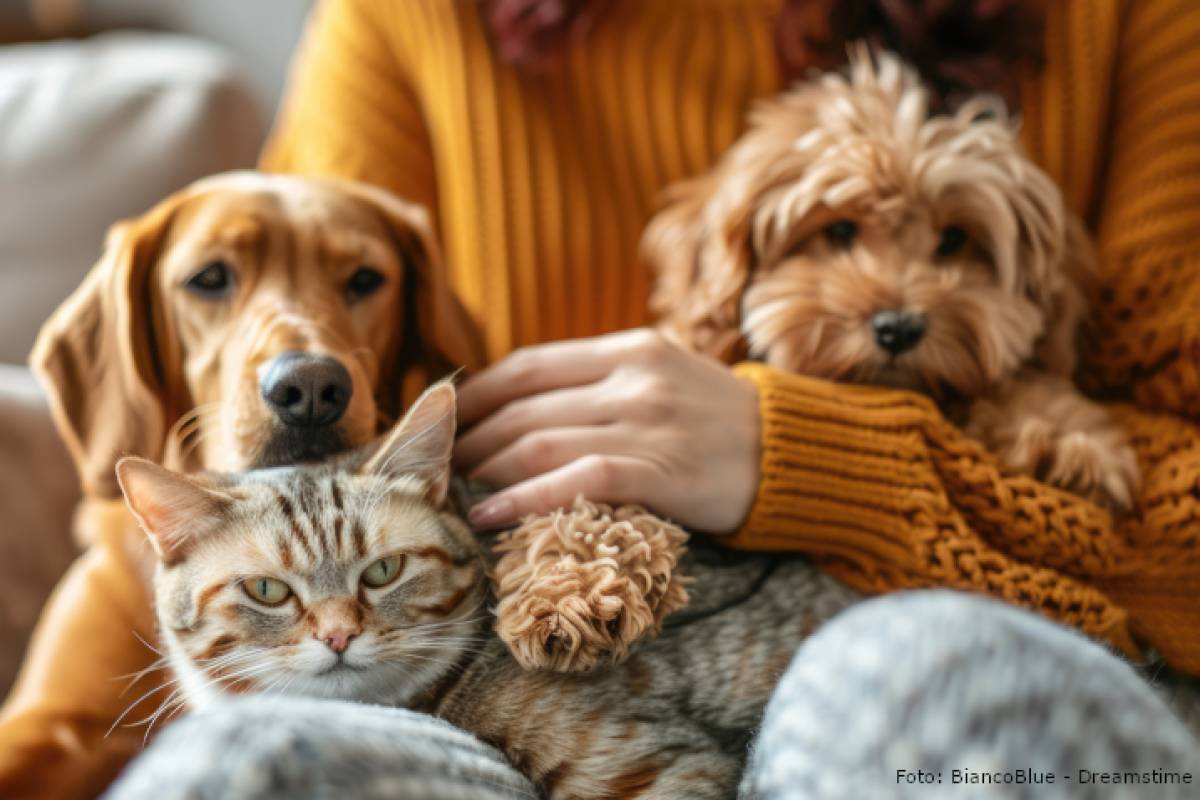È possibile seppellire insieme animali e padroni?